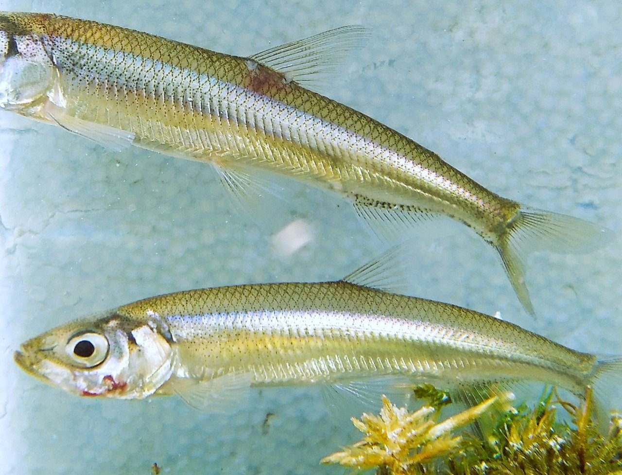 ワカサギの写真