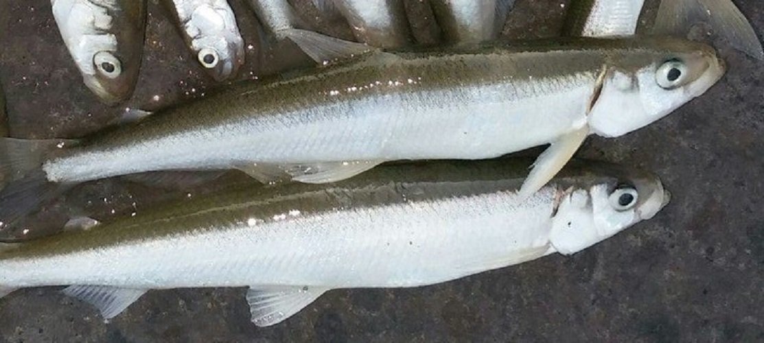 チカってどんな魚なの 特徴や釣り方 食べ方を詳しくチェック