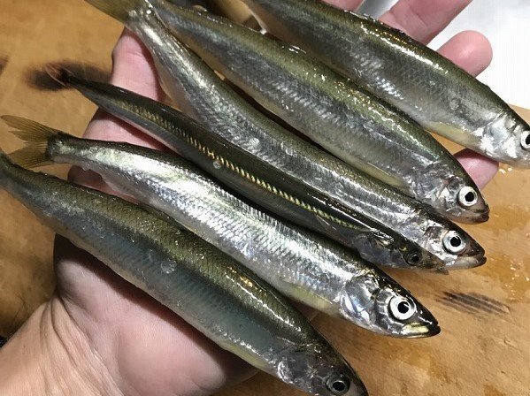 チカってどんな魚なの 特徴や釣り方 食べ方を詳しくチェック