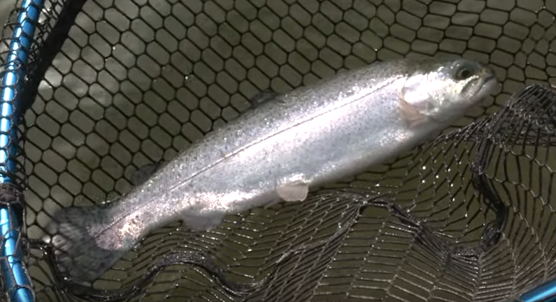 魚のアップ写真