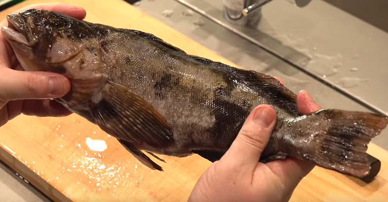 アイナメを釣って美味しく食べたい 釣り方や捌き方を詳しくチェック 釣りまとめアンテナ