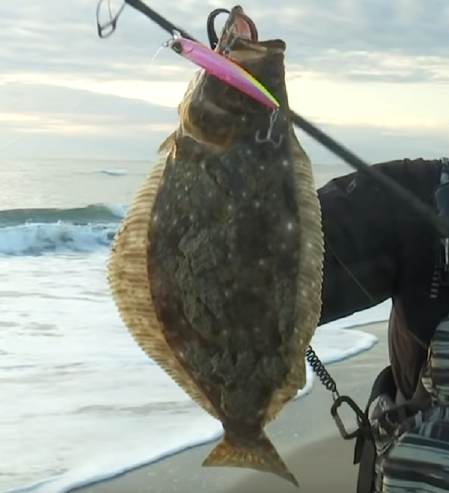 魚のアップ写真