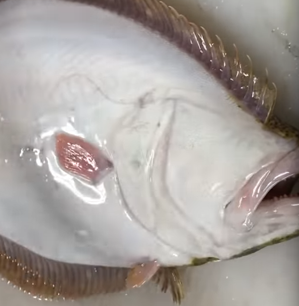 魚のアップ写真