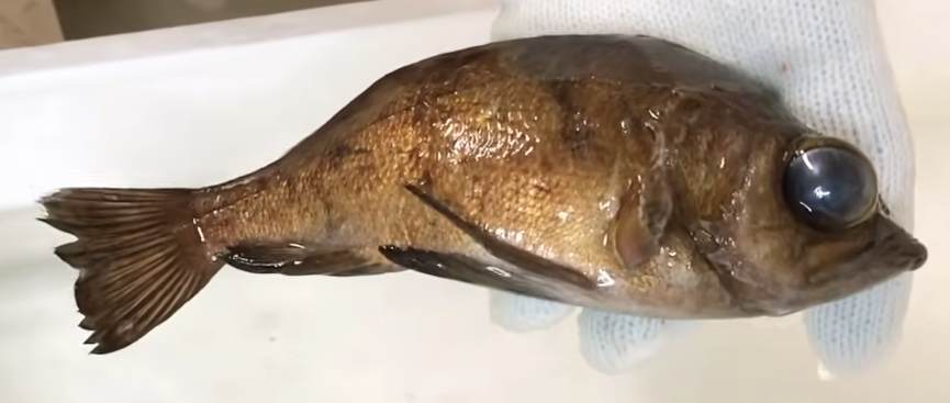 魚のアップ写真