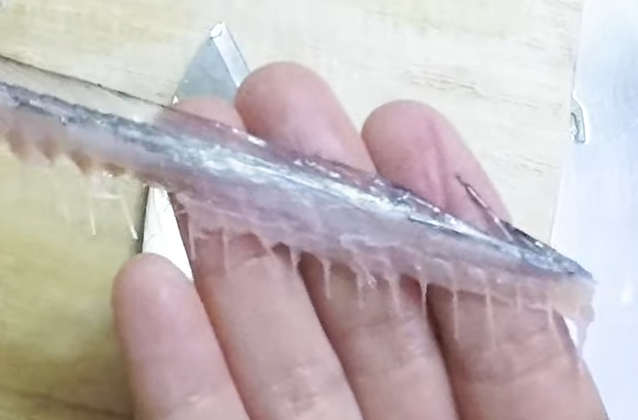 骨のアップ写真