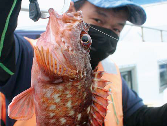 手軽にメバル＆カサゴの引きを満喫ベイエリア横浜の夜釣りはいかが？