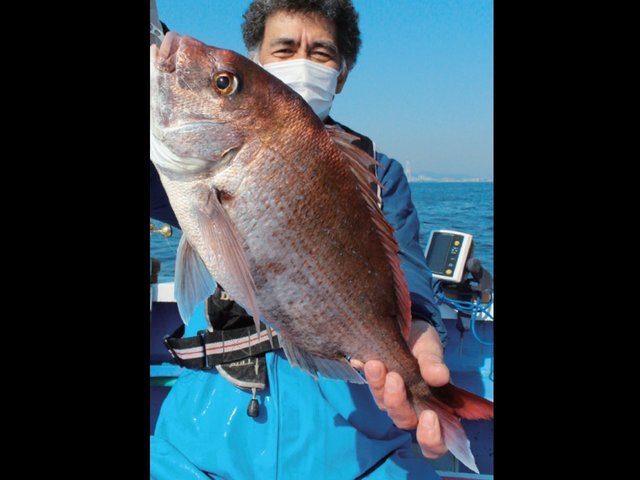 東京湾のコマセダイ好模様 久里浜沖で乗っ込み前哨戦(成銀丸/三浦半島剣崎松輪港)