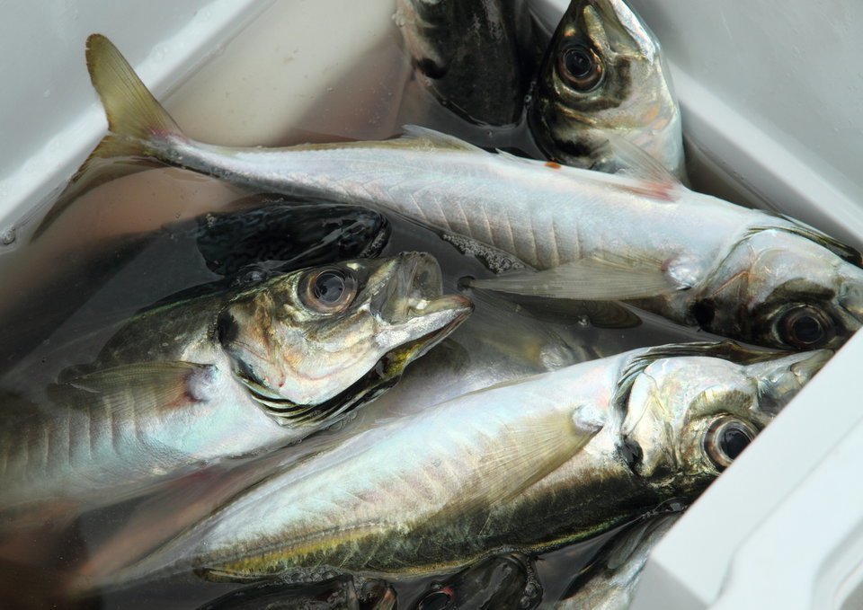 【2025年11月】釣れるアジングロッドTOP20！価格や特徴をおすすめ順に徹底比較！｜FISHING JAPAN（フィッシングジャパン）