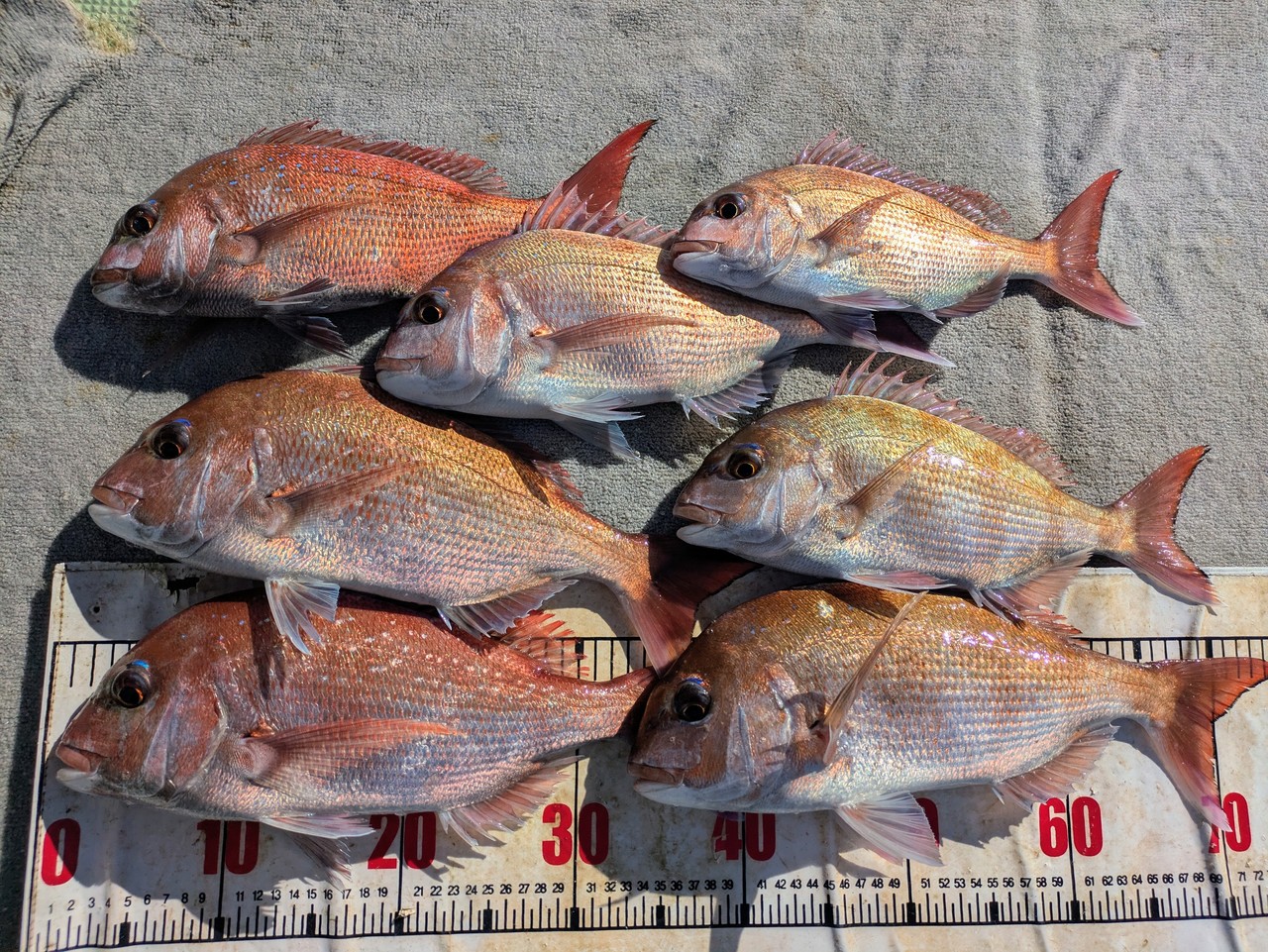 【2026年1月最新】海斗丸（和歌山県）の最新釣果情報