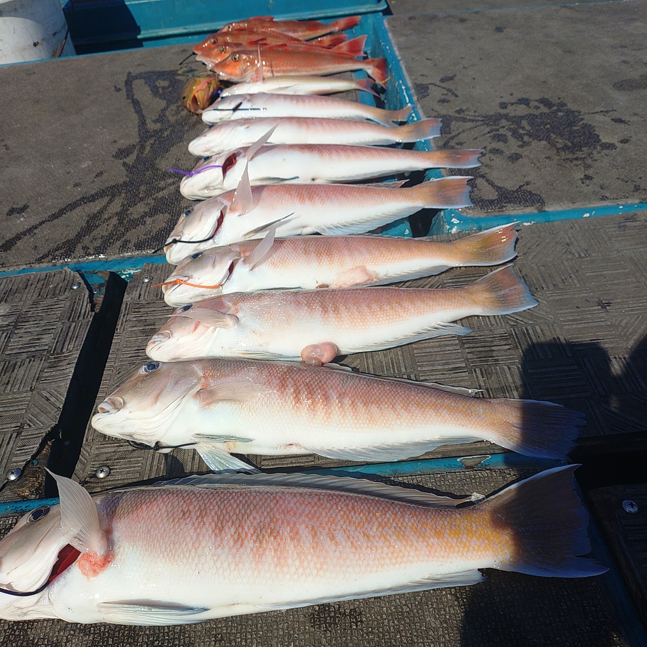 【2026年2月最新】heyheyship（和歌山県）の最新釣果情報