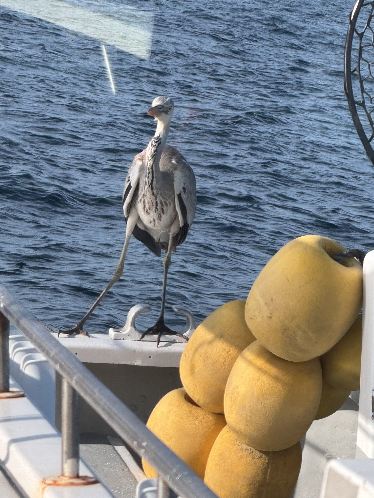 【2026年2月最新】赤沼丸（千葉県）の最新釣果情報