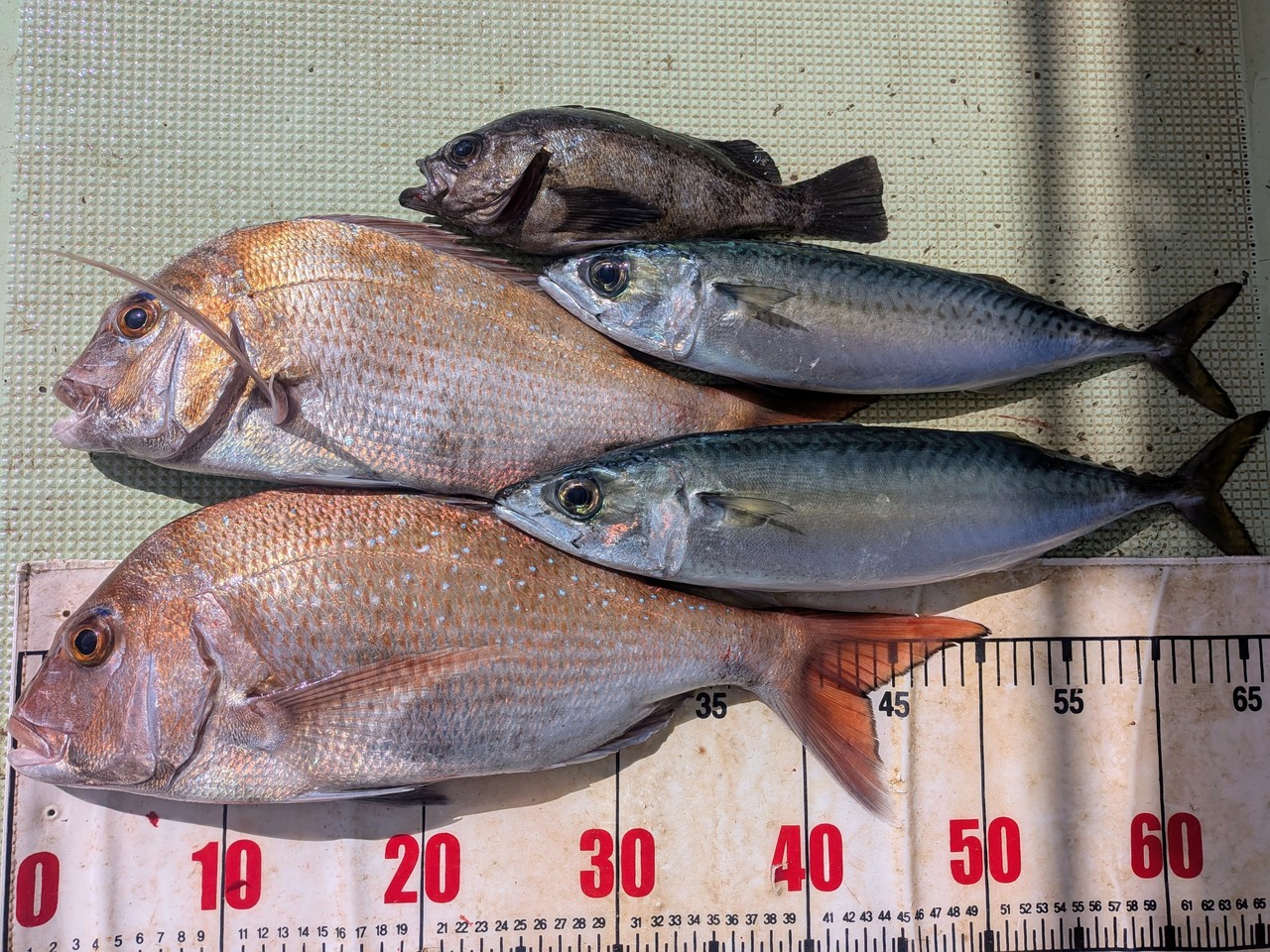 【2026年3月最新】海斗丸（和歌山県）の最新釣果情報