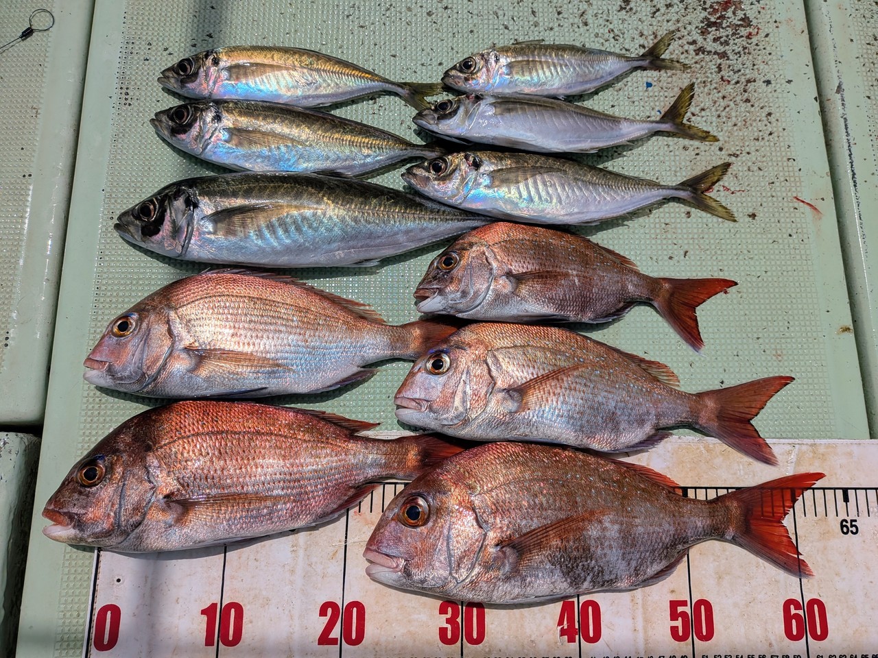 【2026年4月最新】海斗丸（和歌山県）の最新釣果情報