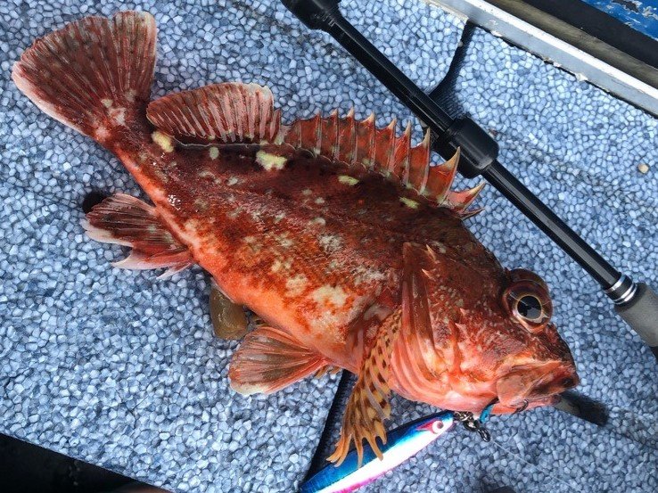 カサゴの特徴・見分け方 ｜ 写真から探せる魚図鑑
