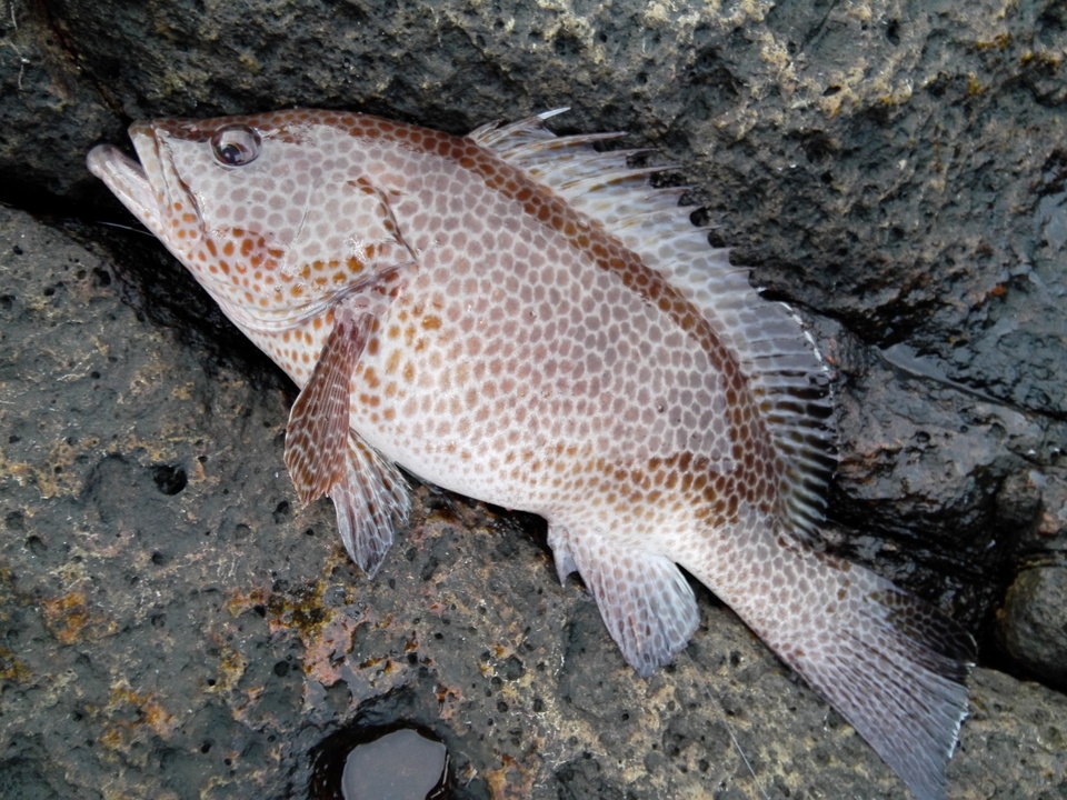 オオモンハタ釣りはひとつテンヤで楽しもう 食べて美味しい高級魚の釣り方や食べ方をご紹介します