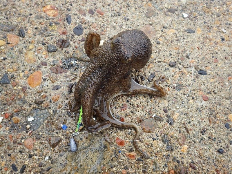 イイダコの特徴・見分け方 | 写真から探せる魚図鑑