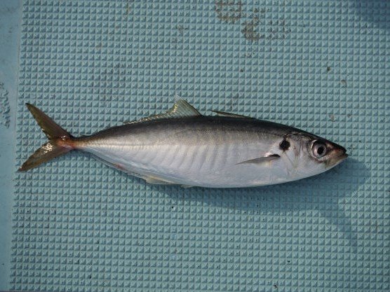 マルアジの特徴・見分け方 ｜ 写真から探せる魚図鑑