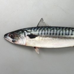 タイセイヨウサバ (ノルウェーサバ) | 市場魚貝類図鑑