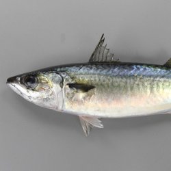 マサバ | 魚類 | 市場魚貝類図鑑