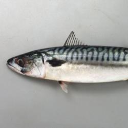 タイセイヨウサバ (ノルウェーサバ) | 市場魚貝類図鑑