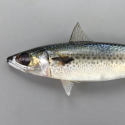 ゴマサバ (マルサバ) | 市場魚貝類図鑑